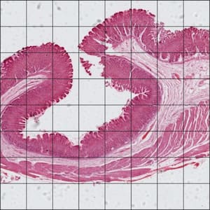 Deep Zoom Bottom Layer