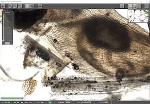 Multi-Layer Deep Zoom Viewer (EDF Layer)
