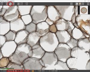 1:1 Image Mode in Deep Zoom Viewer